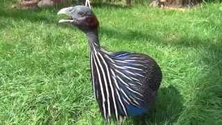 Vulturine Guineafowl sings [upl. by Venterea802]