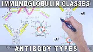 Immunoglobulin Isotypes  Antibody Classes [upl. by Brechtel]