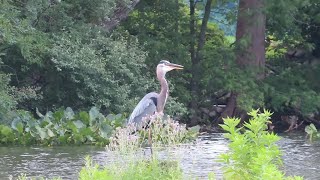 Baby Red Headed Woodpecker Herons turtles cormorant and more Relaxing background music [upl. by Nedgo]