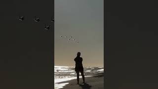 AirShow Huntington Beach California shorts airplane plane cuocsongmy maybay beach enjoy [upl. by Atiuqiram]