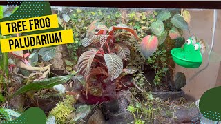 55 Gallon Whites Tree Frog Paludarium Update [upl. by Dorey]