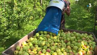 Campagne de recrutement des cueilleurs de pommes en Limousin [upl. by Ier687]