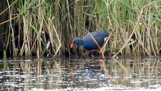 Western Swamphen at Minsmere [upl. by Auberon]