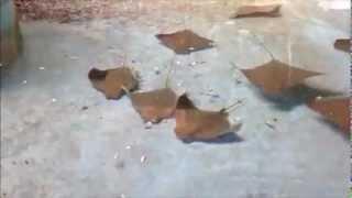 Cow Nose Ray Feeding Frenzy At Aquamarines [upl. by Dick273]