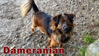 Dameranian The Cross of Dachshund and Pomeranian  Dachshund Pomeranian Mix [upl. by Onailerua]