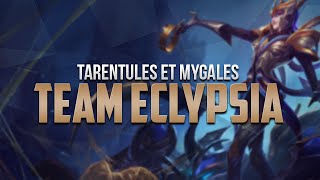 Tarentules et mygales  Team Eclypsia Vs HARD KNOCKS Divisor [upl. by Oicaro]