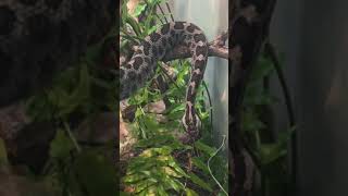 Eastern Massasauga Rattlesnake snake reptiles [upl. by Jocelyne]