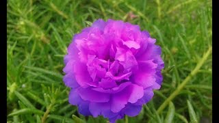 Portulaca Grandiflora  The Moss rose HD [upl. by Waltner464]