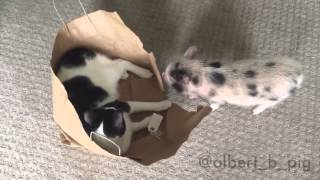 Albert the mini pig lets the cat out of the bag [upl. by Kelly]