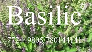 Basilic [upl. by Ardnait]