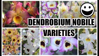 Dendrobium Nobile Varieties Identification amp Review Bloom Habits Variety of Color amp Fragrances [upl. by Ahtelahs]