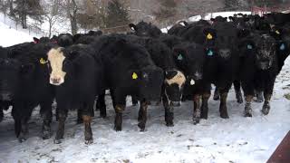 Kalona Sales Barn  Jeff Fischer amp Family  Special Cattle Sale 32218 [upl. by Eustace252]