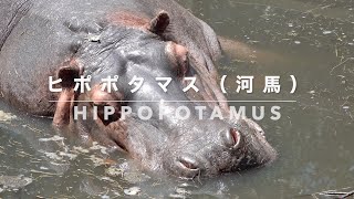 長崎バイオパークのカバ（hippopotamus） [upl. by Tterrab]