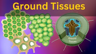 Permanent tissues class 9 biology Ground tissues Collenchyma Parenchyma and Sclerenchyma tissues [upl. by Carla]