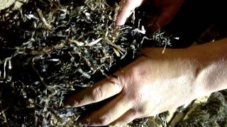 Seaweed  Eelgrass for insulation [upl. by Rumpf]