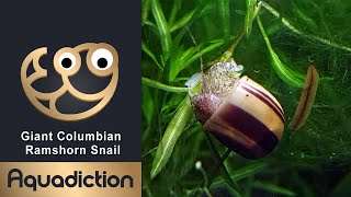 Colombian Giant Ramshorn Snail Marisa cornuarietis  Freshwater Aquarium Snail [upl. by Rinum552]