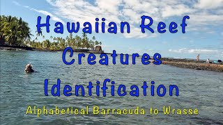 Hawaiian Reef Creatures Identification [upl. by Akinaj]