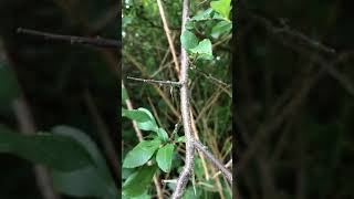 Educational videos on nature Blackthorn  thorns close up  July 2017 [upl. by Atisor]