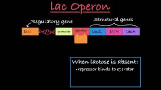 The lac Operon Positive and Negative Control [upl. by Teddman]