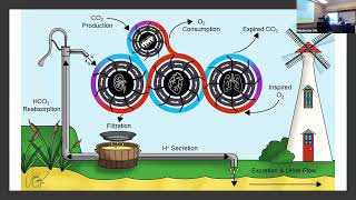 Integration of respiratory and renal responses to acute and chronic blood gas challenges  Dr Day [upl. by Castro]