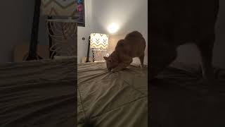 Orange cat behavior 😂 shortsfeed catvideo orangecat [upl. by Neila]