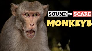 Sound To Scare Monkeys [upl. by Jordan]