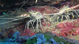 Diving Mohéli  Laka Lodge  Comores 2016 [upl. by Oreste]