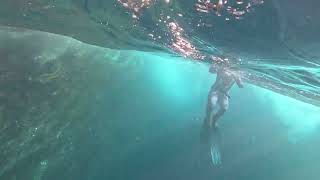 Freediving Eaglehawk neck Tasmania with distant whale song [upl. by Htor869]