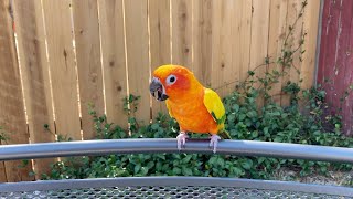 Sun Conure Screaming [upl. by Mycah]