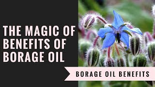 The Magic Of Benefits Of Borage Oil [upl. by Jonette]