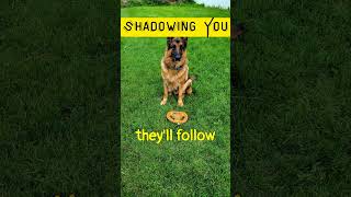 MindBlowing German Shepherd Intelligence Shadowing You Facts shorts [upl. by Nailliw]