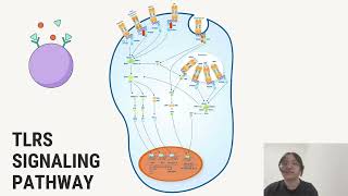 5 TLR Signalling Pathways [upl. by Lynelle]