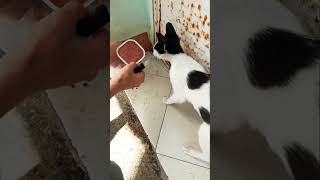 🐱 Street Cat Waits for Food – Heartwarming Moment ❤️ [upl. by Marlee]