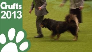 Group Judging Working and Presentation  Crufts 2013 [upl. by Carolle]