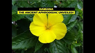 Damiana The Ancient Aphrodisiac Unveiled [upl. by Affra]