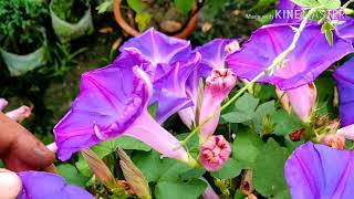 Grow Morning Glory in Containers for Great Results [upl. by Maddie]