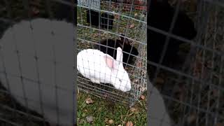 Устал rabbitry bunny rabbitfood animals rabbit cute rabbitfarming кролики rabbitbreeds [upl. by Onfre]