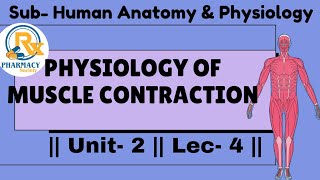 Physiology of Muscle Contraction [upl. by Worra]