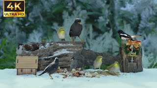 Best Videos For Cats To Watch  Winter Snow Birds Party 1H 4K HDR [upl. by Odrick]