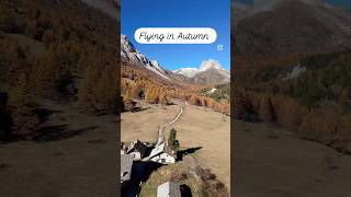 La magia della Valle Stretta in autunno autumn shorts life alps dji vallestretta foliage [upl. by Oirretno]