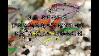 10 PECES DE ACUARIO TRANSPARENTES DE AGUA DULCE [upl. by Jacklyn]