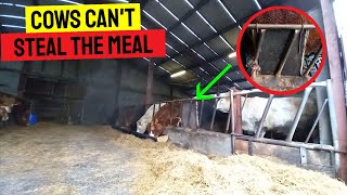 HOW TO STOP THE COWS FROM STEALING THE MEAL  ANTI TROUGH THEFT SECURITY SYSTEM [upl. by Irtimed]