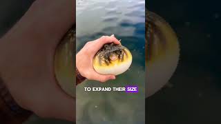 Puffer fish 🐠 the cute 😍but poisonous ☠ creature of 🌊 shorts animals [upl. by Jon]