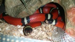 Sinaloan Milk Snake Shedding [upl. by Weston919]