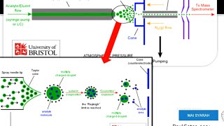 Liquid ChromatographyElectrospray IonizationMass Spectrometry LCESIMS [upl. by Yreffej]