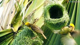 Babui Pakhir Basha  Baya weaver making nest  Weaver bird nest [upl. by Oates]