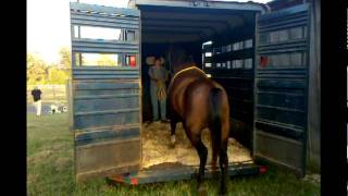 Using a Belly Rope to load a quotpull backquot horse [upl. by Suivart839]