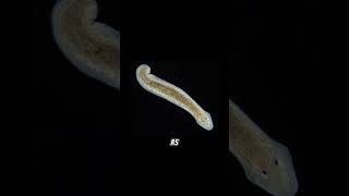 Planarian regeneration planaria sciencefacts science [upl. by Camm]