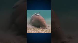 conheça o DUGONGO dugong oceano animaismarinhos curiosidades mundoanimal amizadeanimal [upl. by Anemaj683]