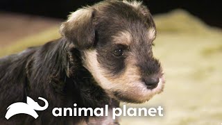 Schnauzer Puppies Hilarious Interaction with Ferret  Too Cute  Animal Planet [upl. by Uy]